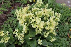 Attēlu rezultāti vaicājumam “Primula elatior flower”