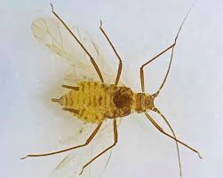 Attēlu rezultāti vaicājumam “Macrosiphoniella absinthii”