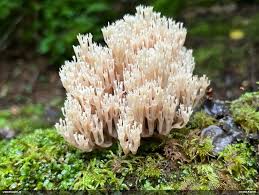 Attēlu rezultāti vaicājumam “Diderma roanense macro”