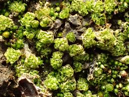 Attēlu rezultāti vaicājumam “Fossombronia wondraczekii sporophyte”