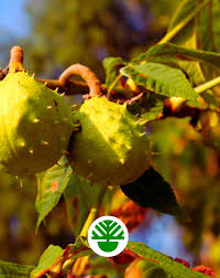 Attēlu rezultāti vaicājumam “Tilia platyphyllos Laciniata fruit”