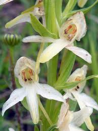 Attēlu rezultāti vaicājumam “Platanthera bifolia flower”