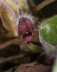 Attēlu rezultāti vaicājumam “Asarum europaeum flower”