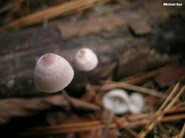 Attēlu rezultāti vaicājumam “Mycena filopes”