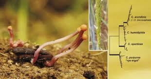 Attēlu rezultāti vaicājumam “Claviceps purpurea”