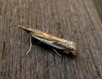 Attēlu rezultāti vaicājumam “Crambus hamella”