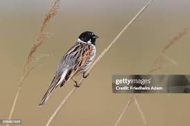 Attēlu rezultāti vaicājumam “Emberiza schoeniclus male”