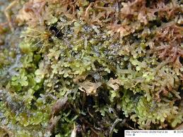 Attēlu rezultāti vaicājumam “Riccardia multifida”