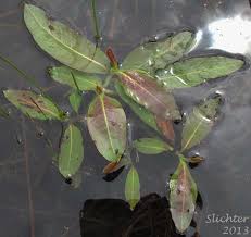 Attēlu rezultāti vaicājumam “Polygonum amphibium leaf”