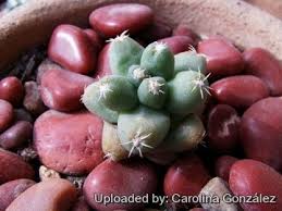 Attēlu rezultāti vaicājumam “Lophozia capitata”