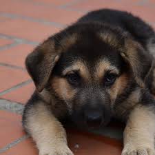 Afbeeldingsresultaat voor honden