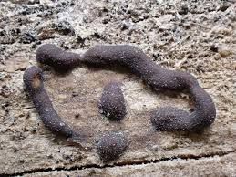 Attēlu rezultāti vaicājumam “Trichia alpina”