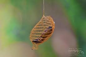 Attēlu rezultāti vaicājumam “Phylloneta cocoon”