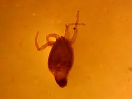 Attēlu rezultāti vaicājumam “Batrachospermum moniliforme”