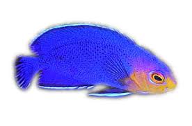 Image result for Scarus ferrugineus