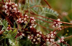 Attēlu rezultāti vaicājumam “Cuscuta europaea”