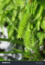 Attēlu rezultāti vaicājumam “Carex pseudocyperus female flower”
