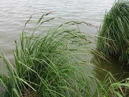 Attēlu rezultāti vaicājumam “Carex acuta”