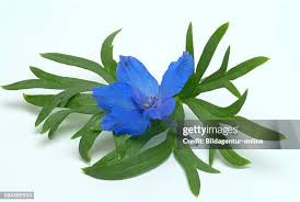 Attēlu rezultāti vaicājumam “Consolida regalis leaf”