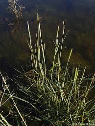 Attēlu rezultāti vaicājumam “Alopecurus aequalis flower”