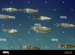 Image result for Liza ramada