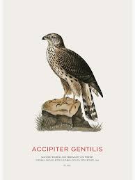 Attēlu rezultāti vaicājumam “Accipiter gentilis”