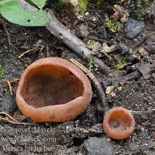 Attēlu rezultāti vaicājumam “Peziza badia”