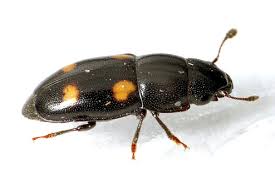 Attēlu rezultāti vaicājumam “Glischrochilus hortensis”