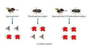 Attēlu rezultāti vaicājumam “Pseudoophonus rufipes”