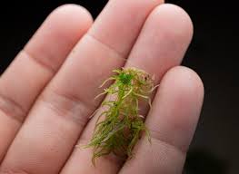 Attēlu rezultāti vaicājumam “Sphagnum fimbriatum”