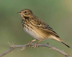 Attēlu rezultāti vaicājumam “Anthus trivialis”