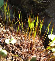 Attēlu rezultāti vaicājumam “Ceratodon purpureus”