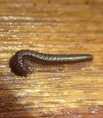 Attēlu rezultāti vaicājumam “Craspedosoma rawlinsi”