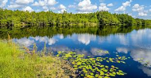 Image result for Slough Pirates