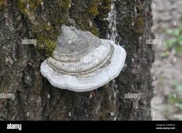 Attēlu rezultāti vaicājumam “Phellinus populicola”