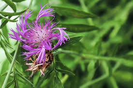 Attēlu rezultāti vaicājumam “Centaurea scabiosa flower”