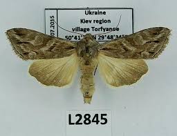 Attēlu rezultāti vaicājumam “Cucullia fraudatrix”