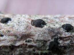 Attēlu rezultāti vaicājumam “Neocudoniella albiceps”