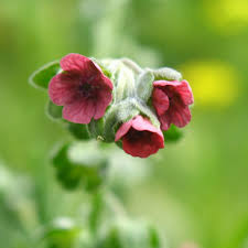 Attēlu rezultāti vaicājumam “Cynoglossum officinale leaf”