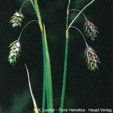 Attēlu rezultāti vaicājumam “Carex paupercula”