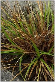 Attēlu rezultāti vaicājumam “Carex lepidocarpa leaf”