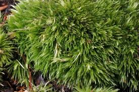 Attēlu rezultāti vaicājumam “Leucobryum glaucum”