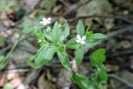 Attēlu rezultāti vaicājumam “Myosotis sparsiflora”