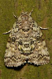 Attēlu rezultāti vaicājumam “Nolidae”