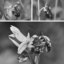 Attēlu rezultāti vaicājumam “Ophrys insectifera flower”