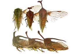 Attēlu rezultāti vaicājumam “Membracidae”