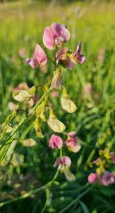 Attēlu rezultāti vaicājumam “Lathyrus sylvestris”