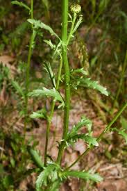 Attēlu rezultāti vaicājumam “Leucanthemum vulgare leaf”