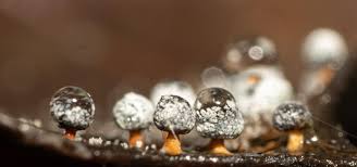 Attēlu rezultāti vaicājumam “Diderma tigrinum macro”