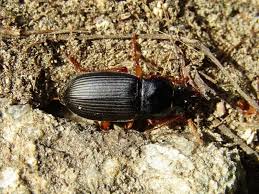 Attēlu rezultāti vaicājumam “Pseudoophonus rufipes”